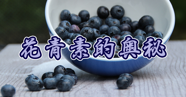 花青素的奥秘！
